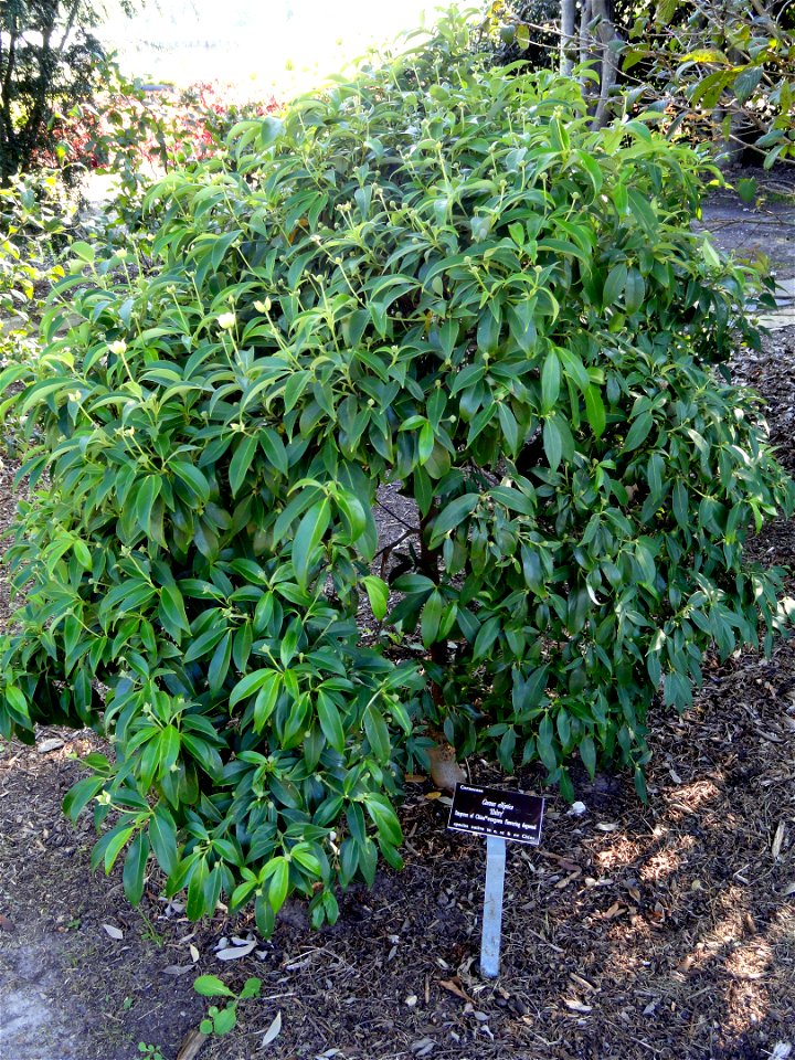 Cornus elliptica specimen in the J. C. Raulston Arboretum (North Carolina State University), 4415 Beryl Road, Raleigh, North Carolina, USA.
