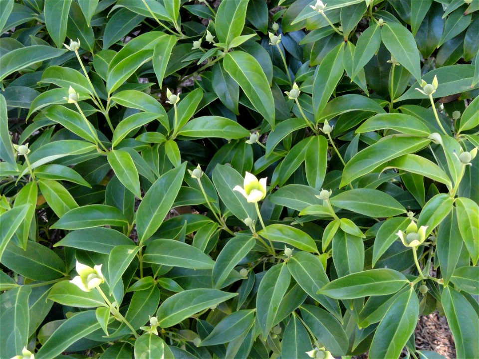 Cornus elliptica specimen in the J. C. Raulston Arboretum (North Carolina State University), 4415 Beryl Road, Raleigh, North Carolina, USA.