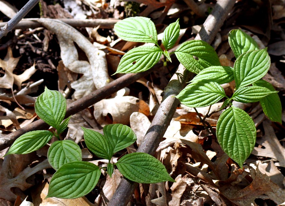 Self made picture of seedlings of Pagoda Dogwood, take spring of 2008.