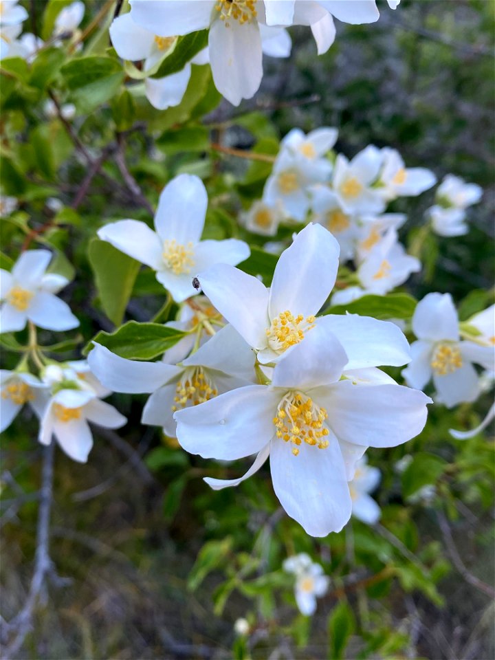 Lewis' mock orange (Philadelphus lewisii)