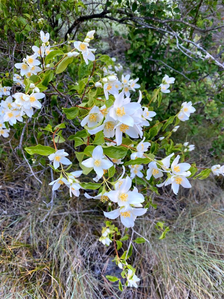 Lewis' mock orange (Philadelphus lewisii)
