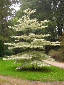 Cornus controversa specimen in the National Botanic Garden of Belgium, Meise, just north of Brussels, Belgium.