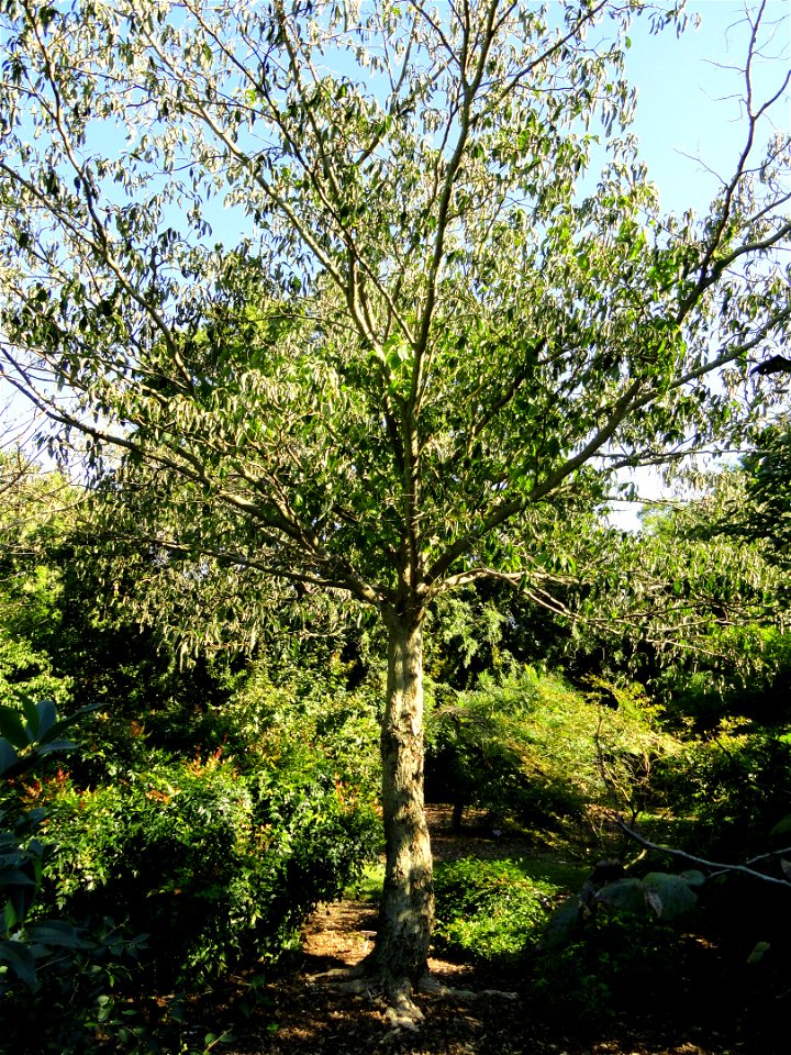 Cornus controversa specimen in the J. C. Raulston Arboretum (North Carolina State University), 4415 Beryl Road, Raleigh, North Carolina, USA.
