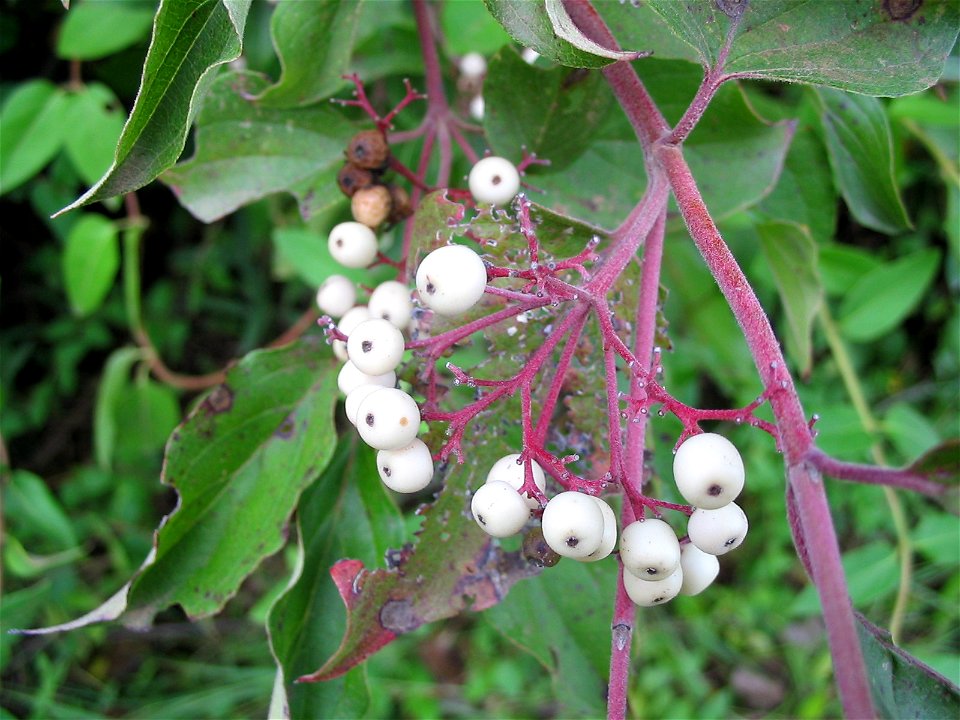 Northern Swamp Dogwood berries