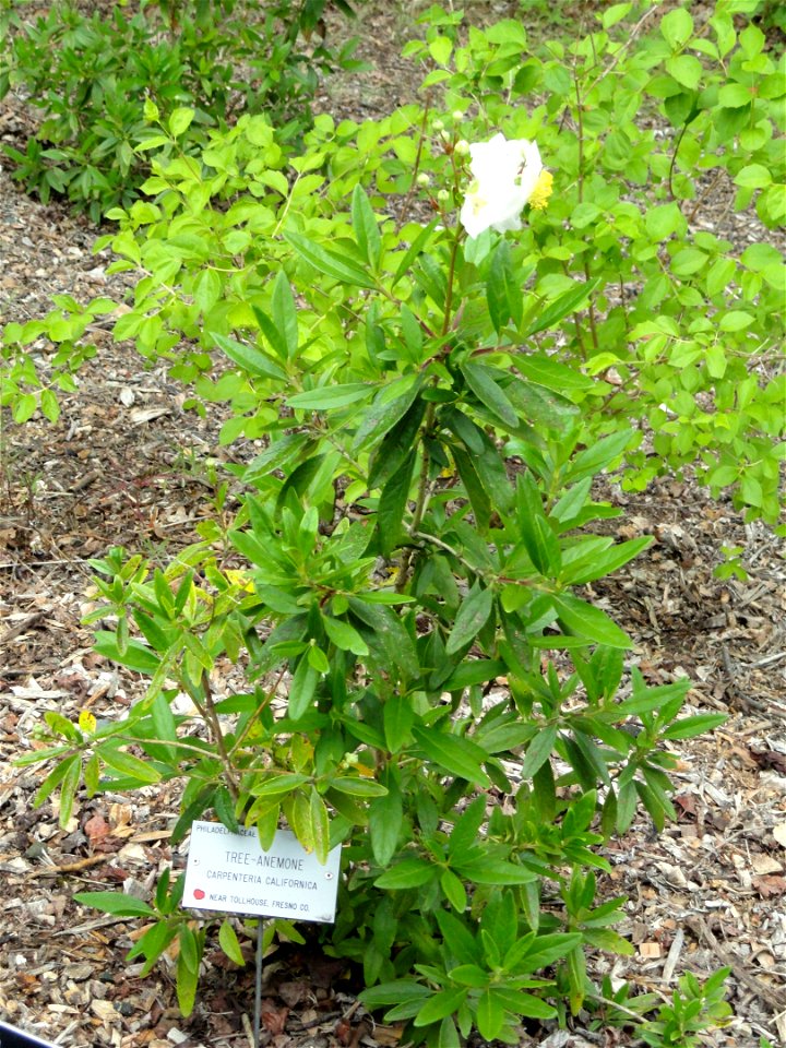 Specimen in the University of California Botanical Garden, Berkeley, California, USA.