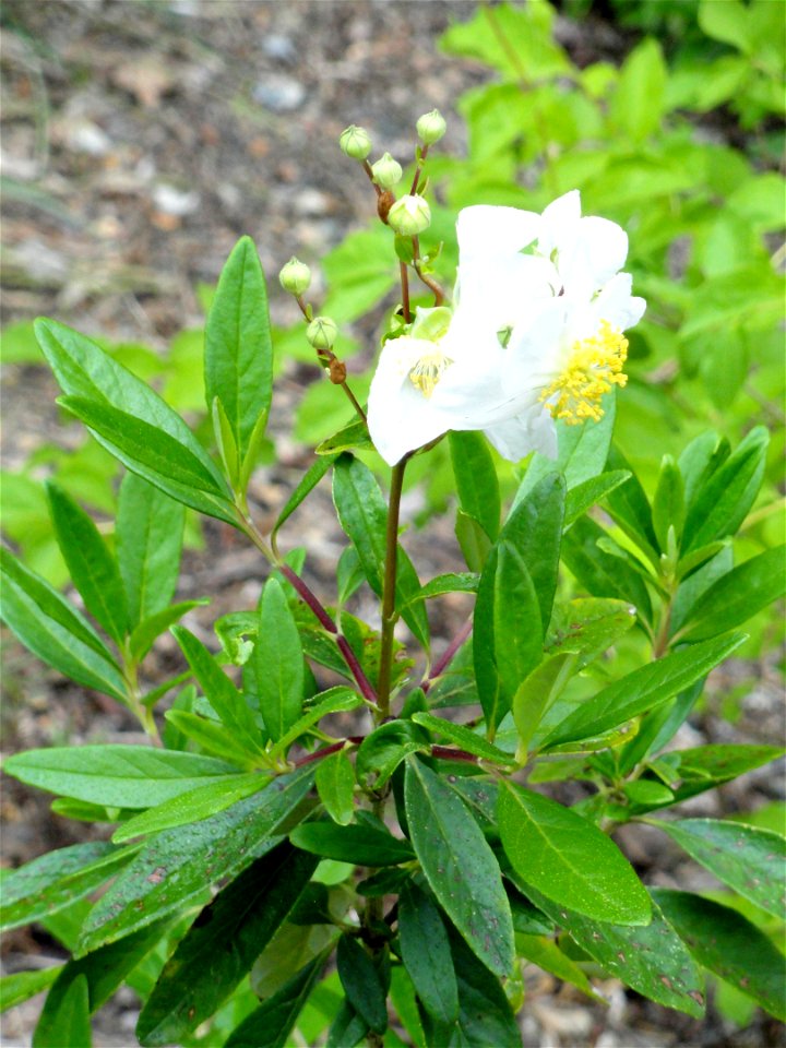 Carpenteria californica specimen in the University of California Botanical Garden, Berkeley, California, USA.