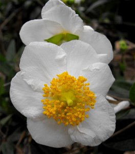 en:Carpenteria californica at Rancho Santa Ana Botanic Garden in Claremont, California, USA. Identified by sign. photo