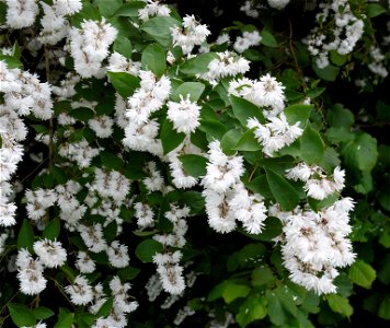 Deutzia scabra Other photos of the same bush of about 3 m high photo