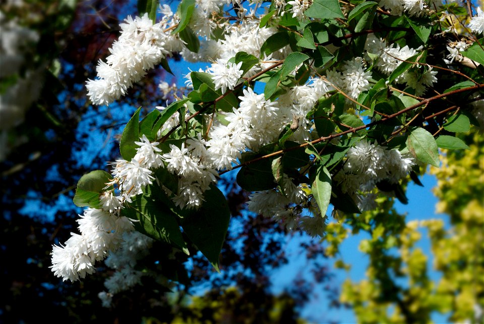 Deutzia scabra
Other photos of the same bush of about 3 m high
