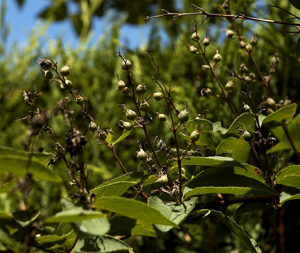 Deutzia scabra fruits
Other photos of the same bush of about 3 m high