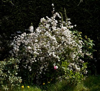 Slender Deutzia photo