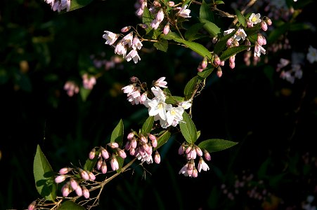 Slender Deutzia