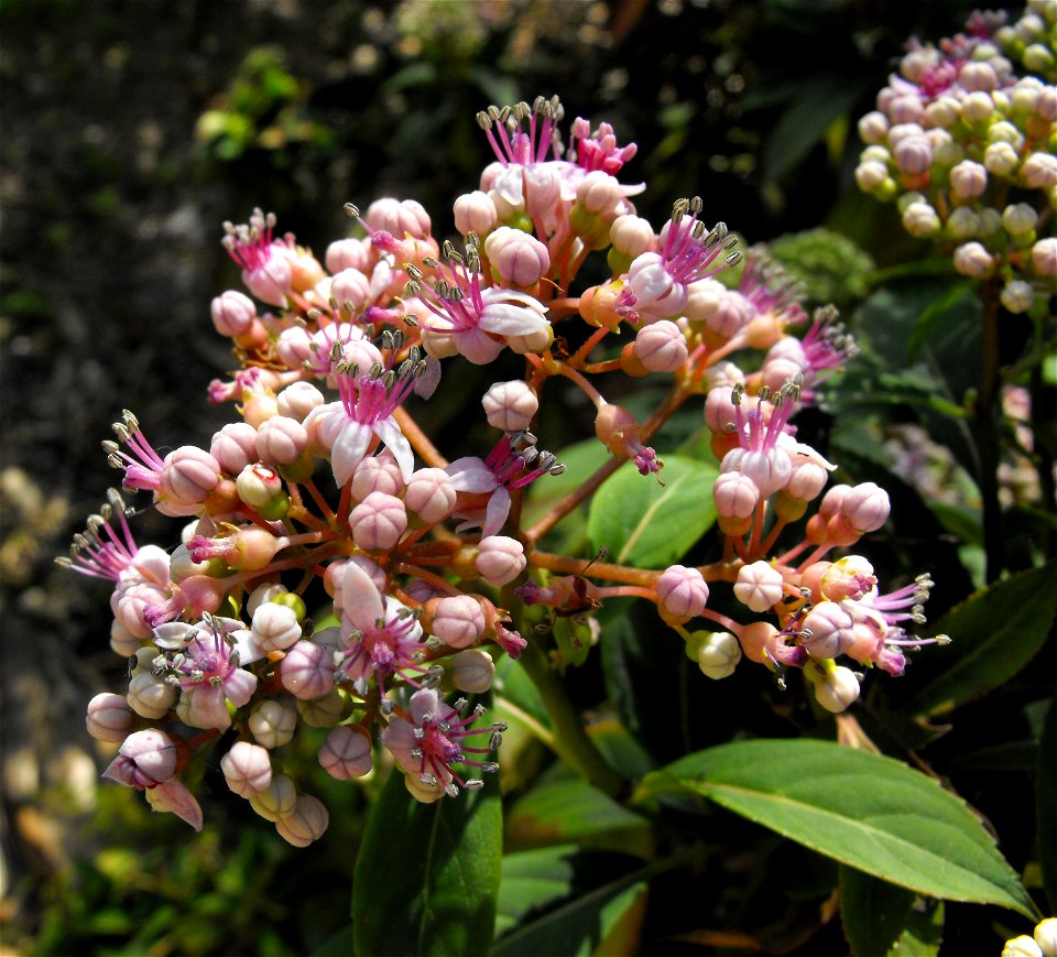 Dichroa versicolor at Quail Botanical Gardens in Encinitas, California, USA.