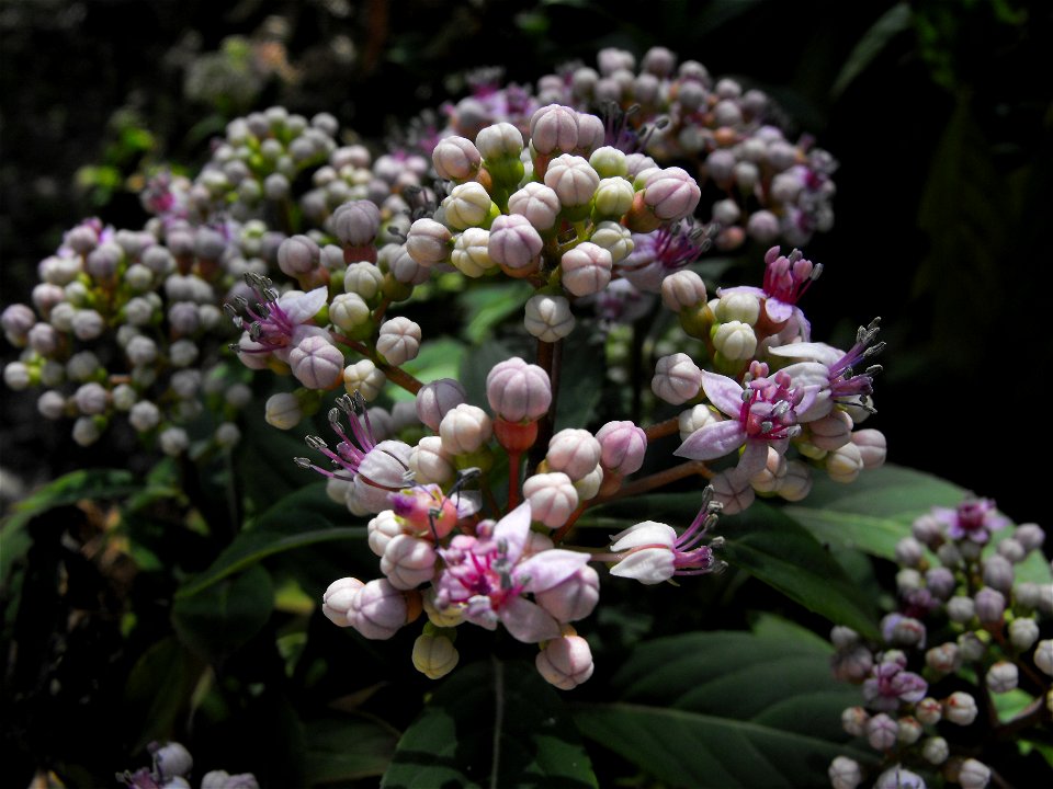 Dichroa versicolor 
At the  (formerly Quail Botanical Gardens), in Encinitas, California, USA.