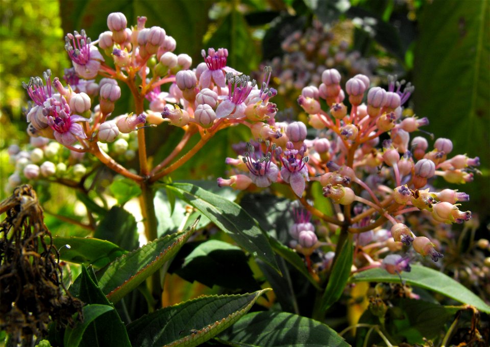 Dichroa versicolor at Quail Botanical Gardens in Encinitas, California, USA.