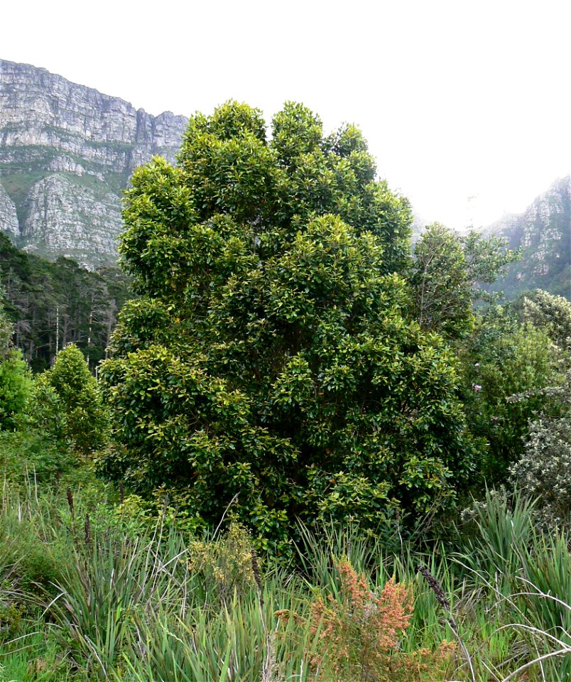 A medium sized Assegai tree. Curtisia dentata. 
Photo taken on the lower slopes of Table Mountain.