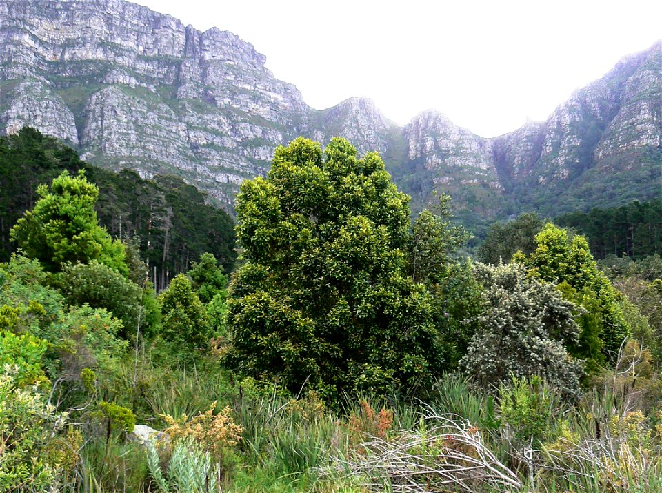 Medium sized Assegai tree. Curtisia dentata. Photo taken in a clearing on the eastern slopes of Table Mountain.