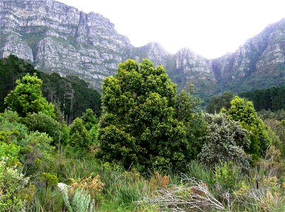 Medium sized Assegai tree. Curtisia dentata. Photo taken in a clearing on the eastern slopes of Table Mountain.