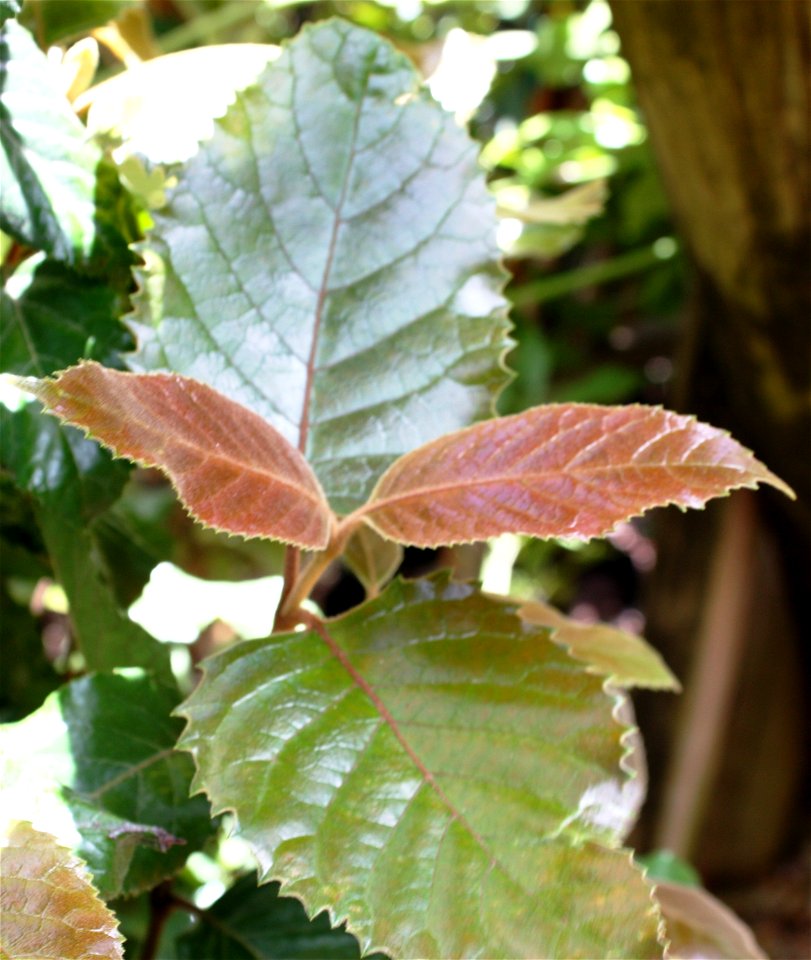 Leaves of Curtisia dentata Assegai tree. Photo taken in Cape Town forest.