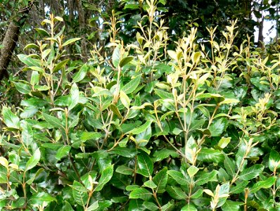 Foliage of Curtisia dentata. Assegai bush. photo