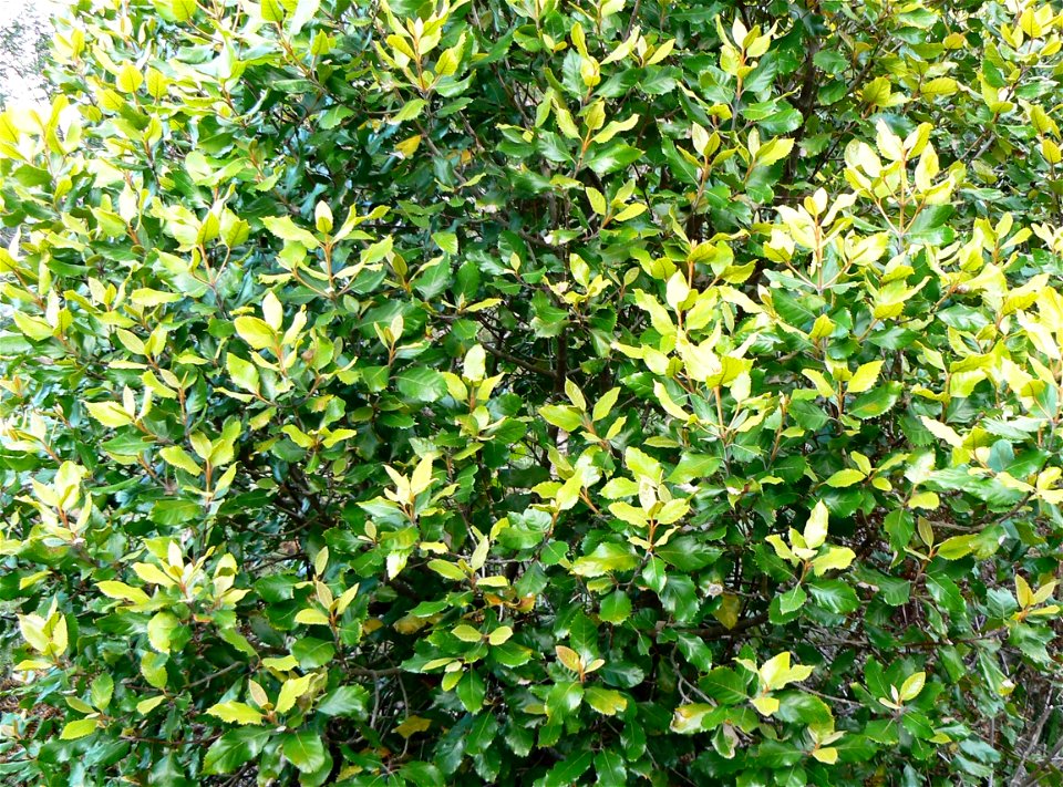 Assegai tree. Curtisia dentata. Planted as a hedge or screen in Southern Africa.