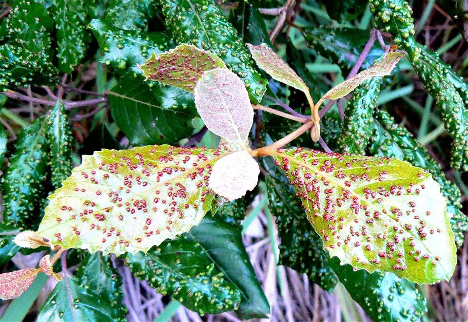 Curtisia dentata leaves showing signs of mite infection. Cape Town.