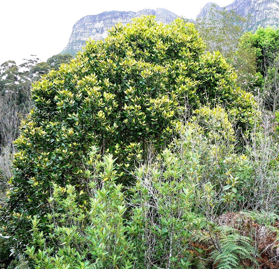 The rounded treetop of an Assegai tree. Curtisia dentata. Photo taken on the lower slopes of Table Mountain.