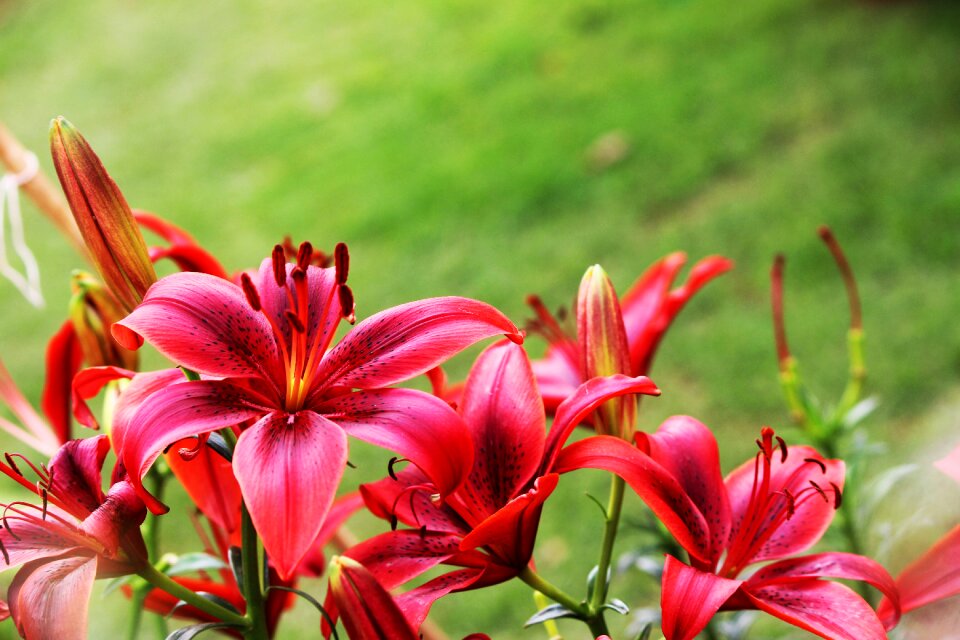 Red flower nature beautiful