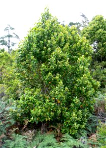 Juvenile Assegai tree. Curtisia dentata. Photo taken in a forest clearing on Table Mountain. photo