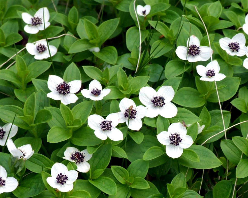 Cornus suecica on the coast of Bothnian Bay between the cities of Kemi and Oulu in Finland.