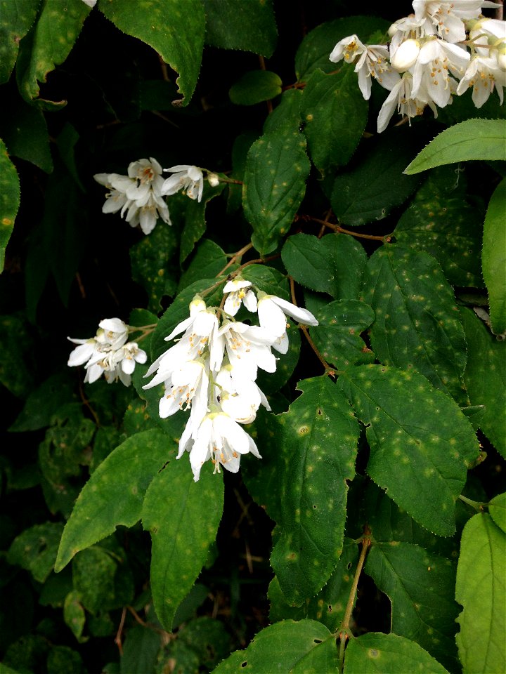 Deutzia crenata, sunny weedy roadsides through the hills around Hiraoka Park, Higashiōsaka, Osaka, Japan.