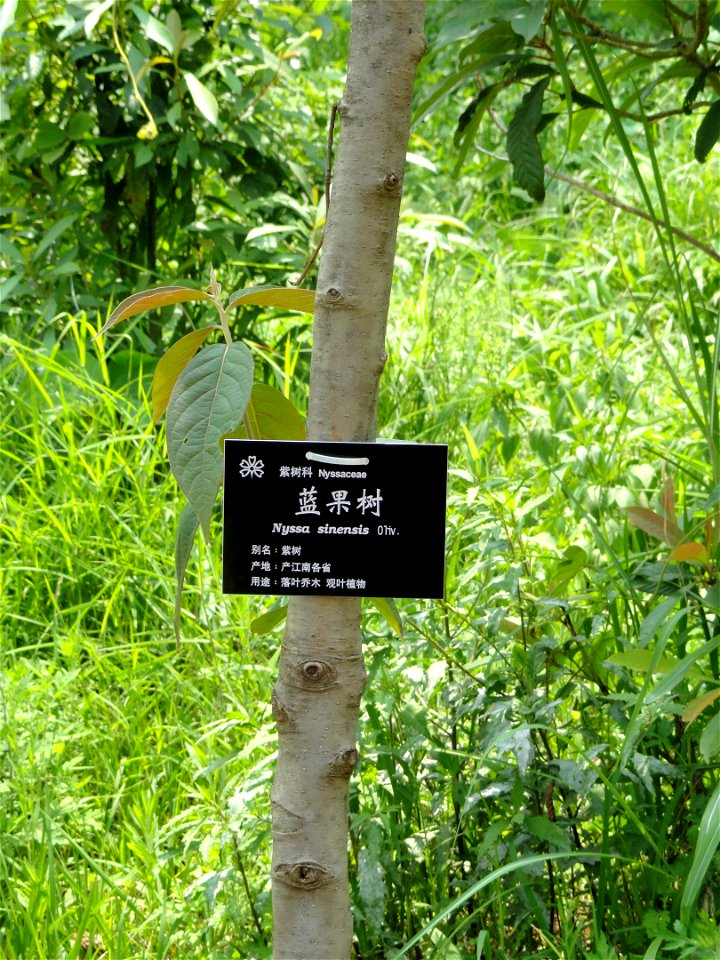 Plant specimen in the Kunming Botanical Garden, Kunming, Yunnan, China.