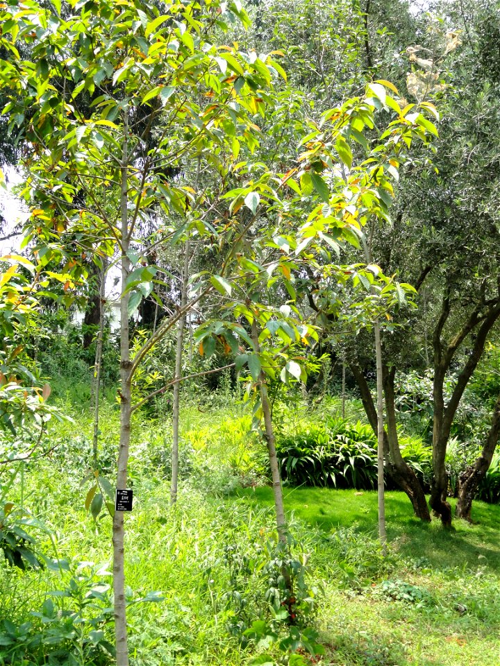 Plant specimen in the Kunming Botanical Garden, Kunming, Yunnan, China.