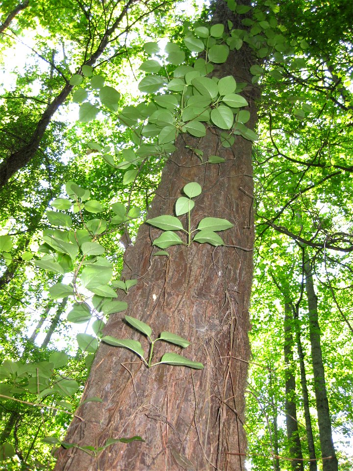Decumaria barbara
Picture taken May 18, 2009 near Duluth, Georgia.
