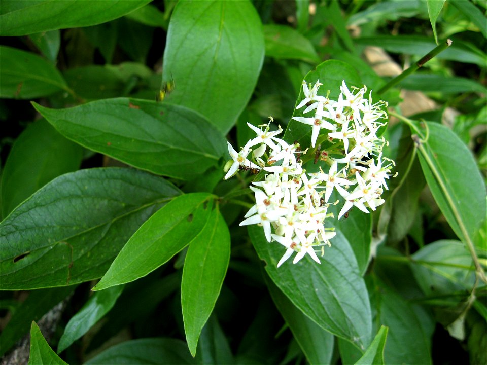 Cornus foemina, growing in wet margin of reservoir. Pennyrile Forest State Park, Christian County, Kentucky, USA