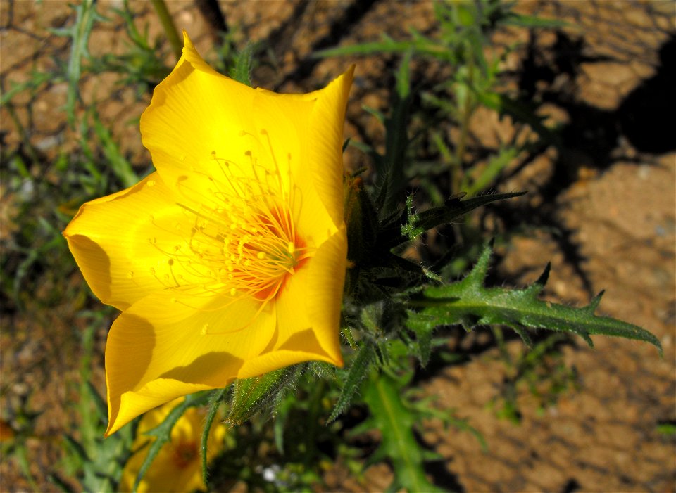 Mentzelia lindleyi - at the Rancho Santa Ana Botanic Garden in Claremont, Southern California, U.S.
 Identified by garden i.d. sign.