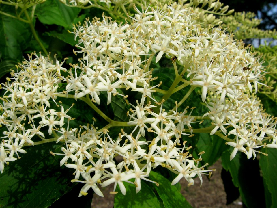 Cornus macrophylla (syn. Swida macrophylla), Aizu area, Fukushima pref., Japan