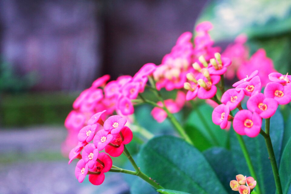 Summer nature design
