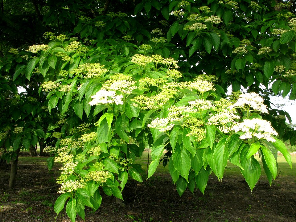 Cornus macrophylla (syn. Swida macrophylla), Aizu area, Fukushima pref., Japan
