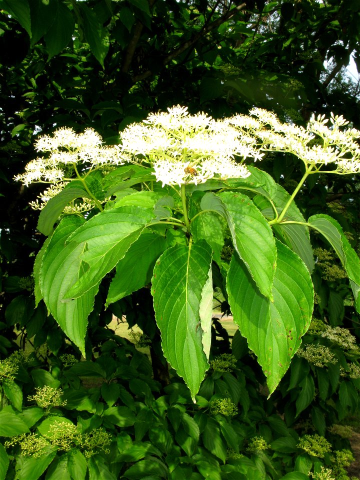 Cornus macrophylla (syn. Swida macrophylla), Aizu area, Fukushima pref., Japan