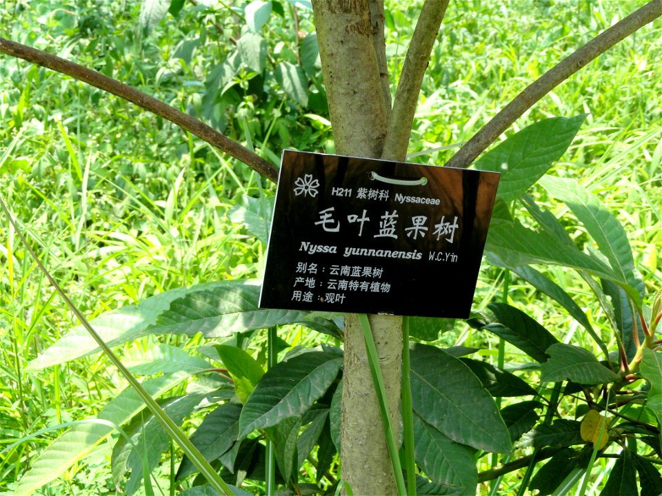 Plant specimen in the Kunming Botanical Garden, Kunming, Yunnan, China.