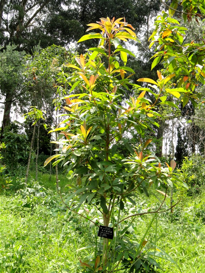Plant specimen in the Kunming Botanical Garden, Kunming, Yunnan, China.