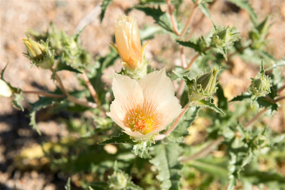 NPS/Hannah Schwalbe