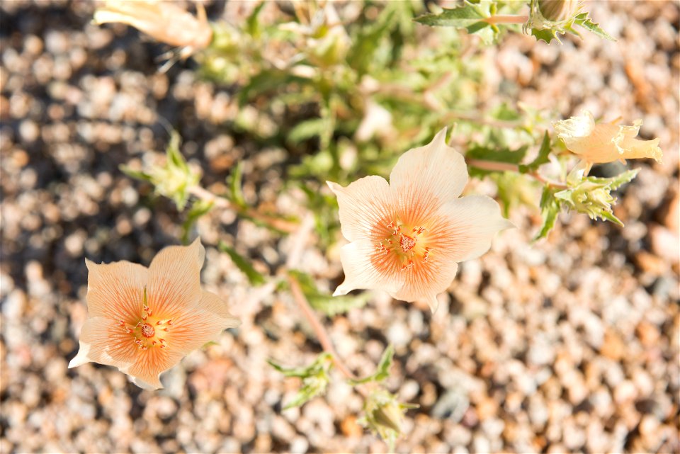 NPS/Hannah Schwalbe