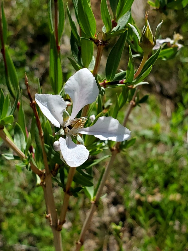 cliff fendlerbush (Fendlera rupicola)