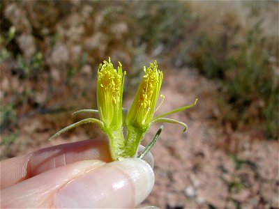 Epigynous flower of Mentzelia multiflora — Adonis blazingstar, desert blazingstar. Native to southwestern North America. photo