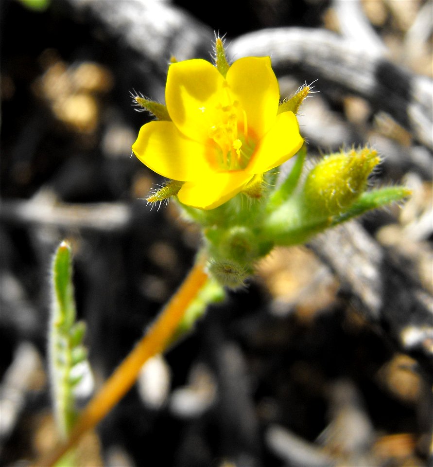 Mentzelia albicaulis in Anza Borrego Desert State Park, California, USA.