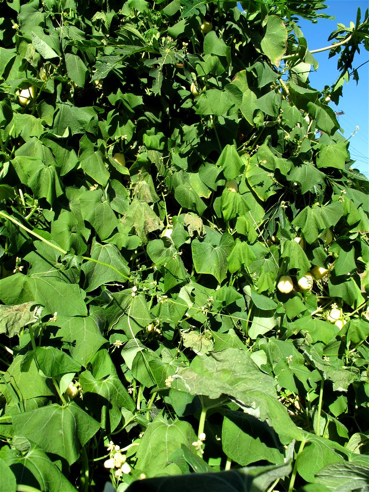 Guatemalan variety of chayote, growing up a papaya tree, Los Angeles. The fruits are about 3 1/2-4 inches long when mature. They taste just like the green chayote, but are a little more tender because