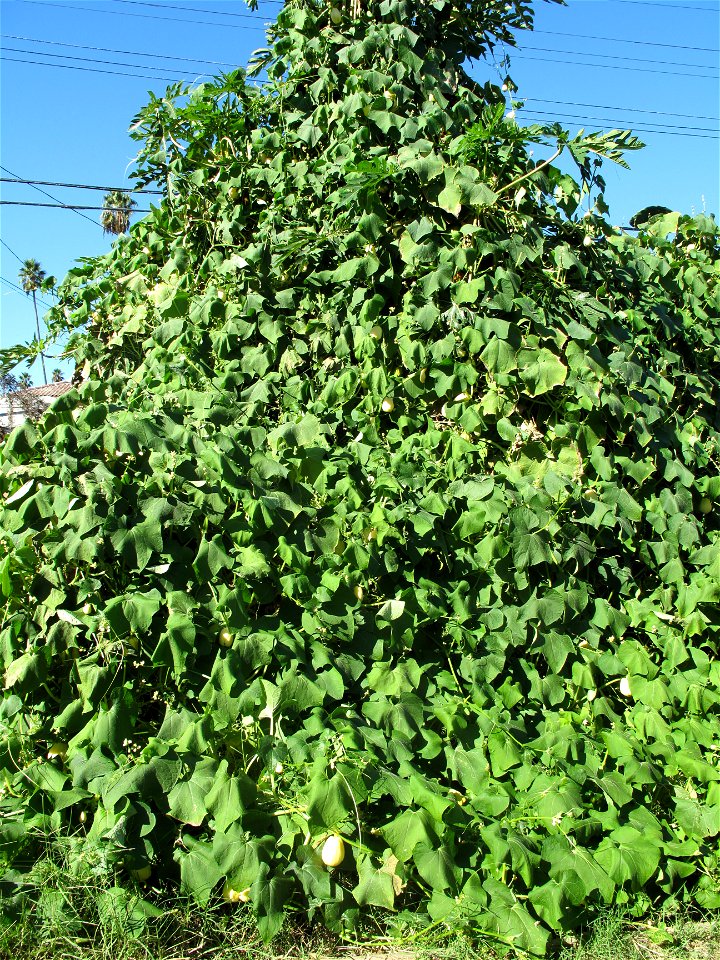 Guatemalan variety of chayote, growing up a papaya tree, Los Angeles. The fruits are about 3 1/2-4 inches long when mature. They taste just like the green chayote, but are a little more tender because