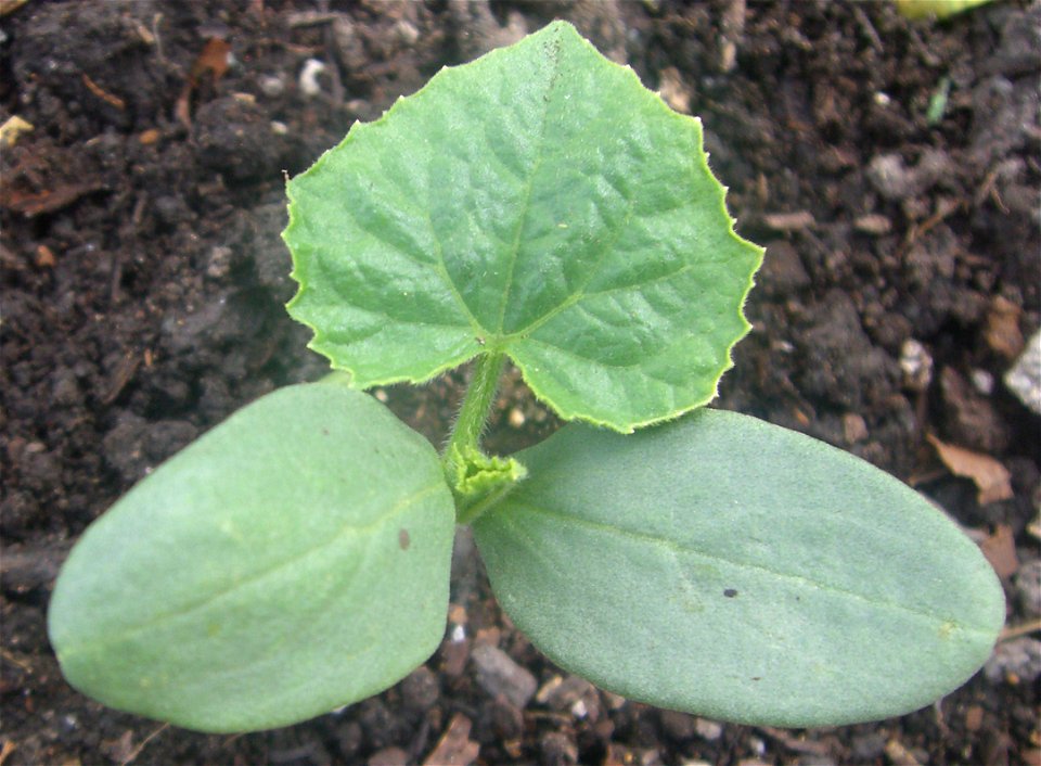 Seedling of Cucumis sativus. On the bottom of the photo, the two cotyledons retain the smooth edges that they had in the embryo. The foliage leaves, one at the top and the other just emerging in the c